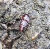 Anthocoris sp.